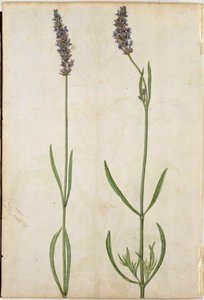 Lavandula Officinalis (Old English Lavender), c.1568 by Jacques Le Moyne